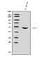 Cell Division Cycle 25C antibody, A01343-3, Boster Biological Technology, Western Blot image 