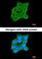 Cartilage-associated protein antibody, orb69667, Biorbyt, Immunofluorescence image 