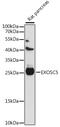 Exosome Component 5 antibody, 16-290, ProSci, Western Blot image 