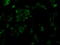 Serine Racemase antibody, GTX83567, GeneTex, Immunofluorescence image 