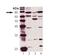Protein Kinase CGMP-Dependent 1 antibody, NBP2-14843, Novus Biologicals, Western Blot image 