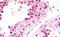 NIMA Related Kinase 7 antibody, MBS248983, MyBioSource, Immunohistochemistry frozen image 
