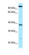 Anomalous Homeobox antibody, orb325648, Biorbyt, Western Blot image 