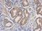 Dihydrofolate reductase antibody, PA5-30992, Invitrogen Antibodies, Immunohistochemistry frozen image 