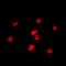 RNA Polymerase III Subunit E antibody, orb319012, Biorbyt, Immunofluorescence image 