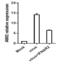 Interferon alpha-1 antibody, 213851, Invitrogen Antibodies, Functional Assay image 