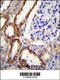 Prolyl-TRNA Synthetase 2, Mitochondrial antibody, 55-619, ProSci, Immunohistochemistry paraffin image 