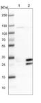 Canopy FGF Signaling Regulator 4 antibody, NBP1-81085, Novus Biologicals, Western Blot image 