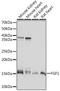 Heparin-binding growth factor 1 antibody, GTX02554, GeneTex, Western Blot image 