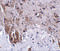 Leucine Rich Repeat And Fibronectin Type III Domain Containing 1 antibody, 5065, ProSci, Immunohistochemistry frozen image 