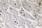 Paired box protein Pax-1 antibody, A04559, Boster Biological Technology, Immunohistochemistry paraffin image 
