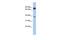 Proline Rich 19 antibody, GTX45152, GeneTex, Western Blot image 