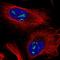 Mitochondrial Ribosomal Protein L53 antibody, HPA056185, Atlas Antibodies, Immunofluorescence image 