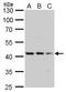 PHF-tau antibody, TA308924, Origene, Western Blot image 