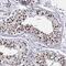 Zinc Finger Protein 420 antibody, PA5-66273, Invitrogen Antibodies, Immunohistochemistry frozen image 