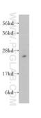 40S ribosomal protein S3 antibody, 11990-1-AP, Proteintech Group, Western Blot image 