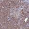 Histone PARylation Factor 1 antibody, PA5-60371, Invitrogen Antibodies, Immunohistochemistry frozen image 