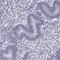 Ring Finger Protein 32 antibody, PA5-67300, Invitrogen Antibodies, Immunohistochemistry frozen image 