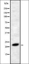 HSTF-1 antibody, orb337744, Biorbyt, Western Blot image 
