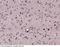 Nicastrin antibody, 50934-T24, Sino Biological, Immunohistochemistry paraffin image 