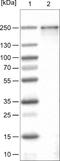 Bromodomain Containing 4 antibody, NBP2-52959, Novus Biologicals, Western Blot image 