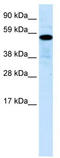 Zinc Finger Protein 426 antibody, TA333685, Origene, Western Blot image 