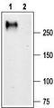 Calcium Voltage-Gated Channel Subunit Alpha1 G antibody, TA328736, Origene, Western Blot image 