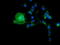 Butyrophilin Subfamily 1 Member A1 antibody, TA501530, Origene, Immunofluorescence image 