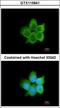 Calcyclin Binding Protein antibody, GTX115841, GeneTex, Immunocytochemistry image 