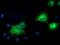 Bmk1 antibody, NBP2-03371, Novus Biologicals, Immunofluorescence image 