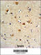 Fc-gamma RI antibody, 61-719, ProSci, Immunohistochemistry paraffin image 