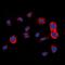 Ubiquitin Specific Peptidase 5 antibody, orb78176, Biorbyt, Immunofluorescence image 