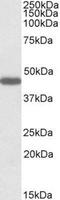 Prokineticin receptor 2 antibody, NBP1-45218, Novus Biologicals, Western Blot image 