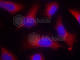 Microtubule Associated Protein Tau antibody, AP0397, ABclonal Technology, Immunofluorescence image 