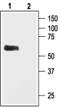 Potassium Voltage-Gated Channel Subfamily J Member 3 antibody, PA5-77574, Invitrogen Antibodies, Western Blot image 