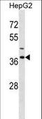 Immunoglobulin Binding Protein 1 antibody, LS-C165140, Lifespan Biosciences, Western Blot image 