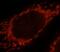 Syndecan 3 antibody, FNab08435, FineTest, Immunofluorescence image 