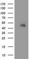 Methionyl-tRNA formyltransferase, mitochondrial antibody, TA503570, Origene, Western Blot image 