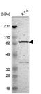 Mitotic spindle assembly checkpoint protein MAD1 antibody, HPA003635, Atlas Antibodies, Western Blot image 