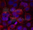 ERBB2 antibody, AP0149, ABclonal Technology, Immunofluorescence image 