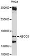 Multidrug resistance-associated protein 5 antibody, abx125480, Abbexa, Western Blot image 