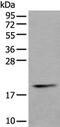Protein tyrosine phosphatase type IVA 1 antibody, PA5-67528, Invitrogen Antibodies, Western Blot image 