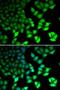 Lysine-specific demethylase 4B antibody, LS-C334319, Lifespan Biosciences, Immunofluorescence image 