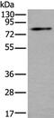 Zinc Finger DHHC-Type Containing 5 antibody, PA5-67578, Invitrogen Antibodies, Western Blot image 