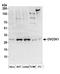 Solute Carrier Family 35 Member C2 antibody, A304-624A, Bethyl Labs, Western Blot image 