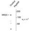 Glutamate receptor subunit epsilon-3 antibody, PA5-35402, Invitrogen Antibodies, Western Blot image 