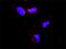 ECSIT Signalling Integrator antibody, H00051295-M01, Novus Biologicals, Proximity Ligation Assay image 