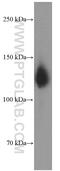 Neuropilin 1 antibody, 60067-1-Ig, Proteintech Group, Western Blot image 