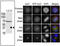 Aurora Kinase C antibody, TA324889, Origene, Western Blot image 