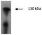 Janus Kinase 2 antibody, AP26426AF-N, Origene, Western Blot image 